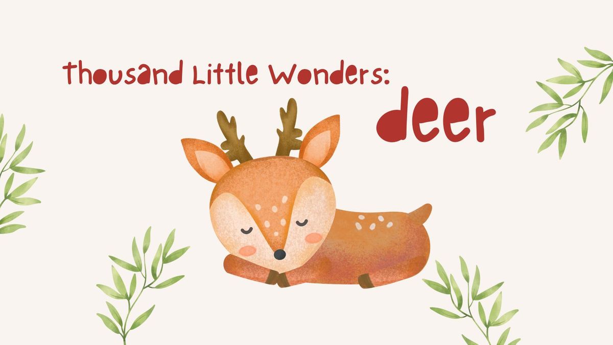 1000 Little Wonders - Deer