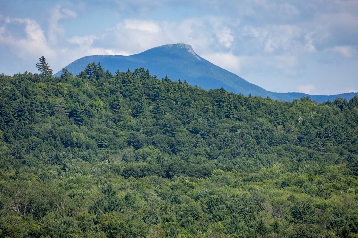 What Land & What Next? How to Protect Forests in Changing Times with Caitlin Cusack