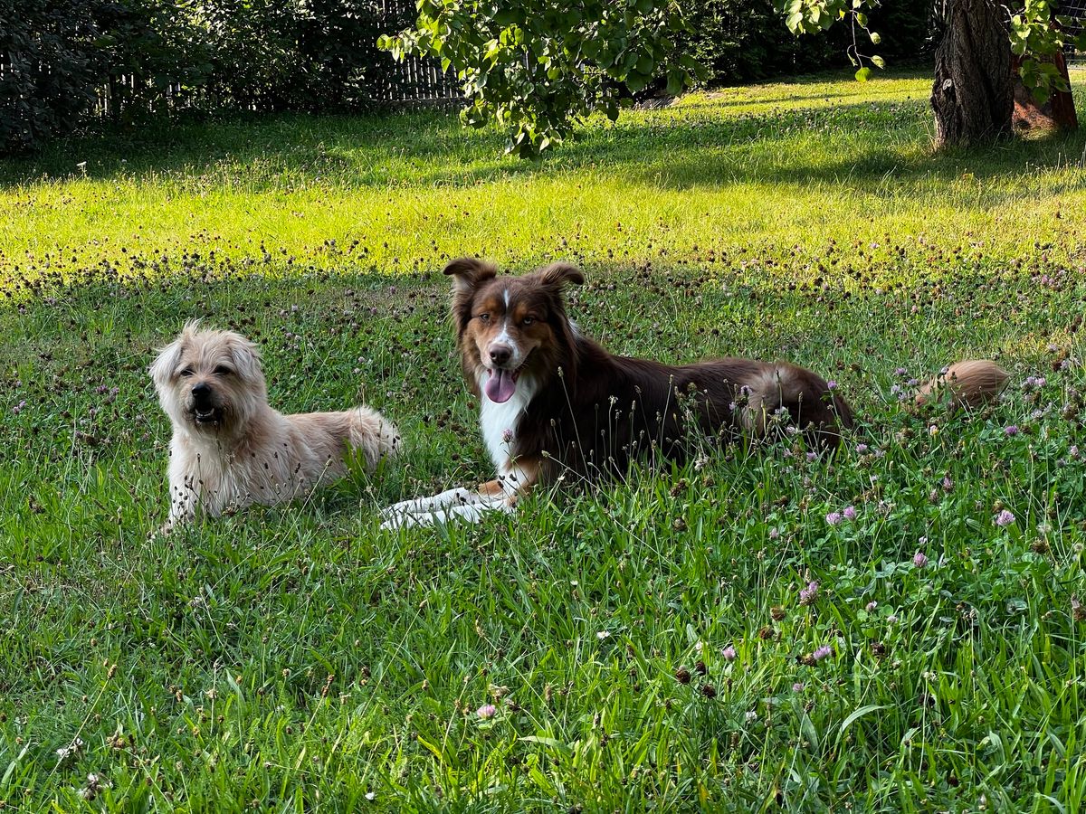 2. ro\u010dn\u00edk Doggoland day \u00dast\u00ed nad Labem