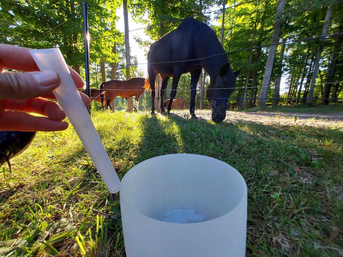 Centaur Sound Journey: healing with horses and vibrational sound