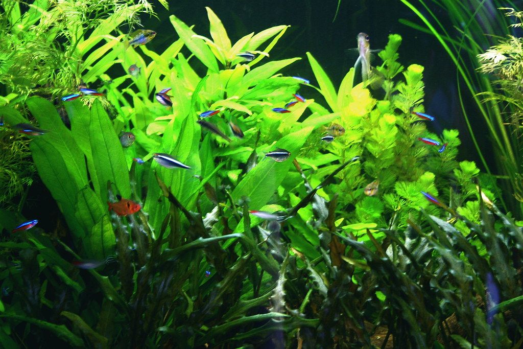 Planted Aquariums - FREE Seminar