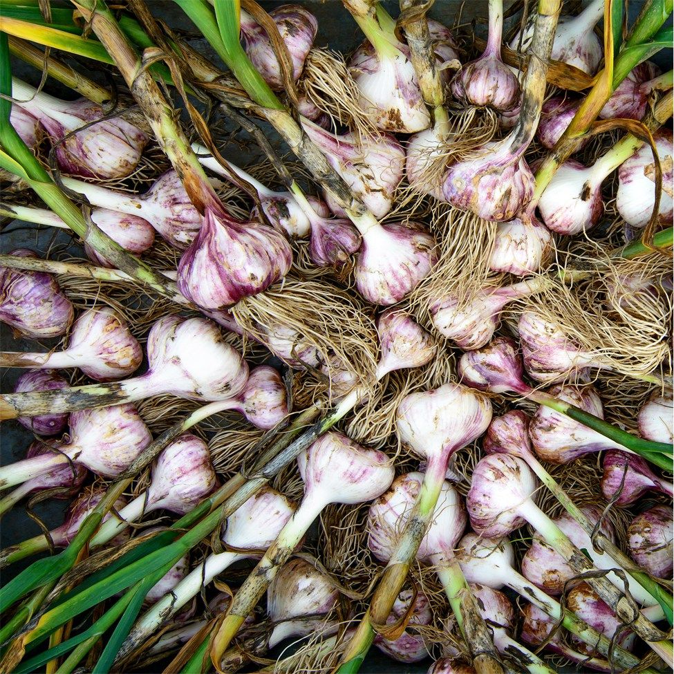 Lecture Series: Success with Planting Garlic: Chip Bubl, OSU Extension