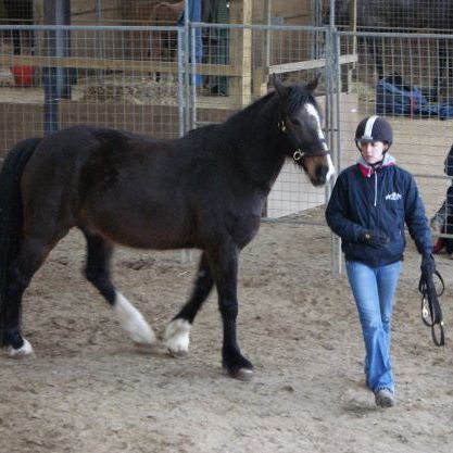 Five Day Foundation Course in Intelligent Horsemanship Techniques 