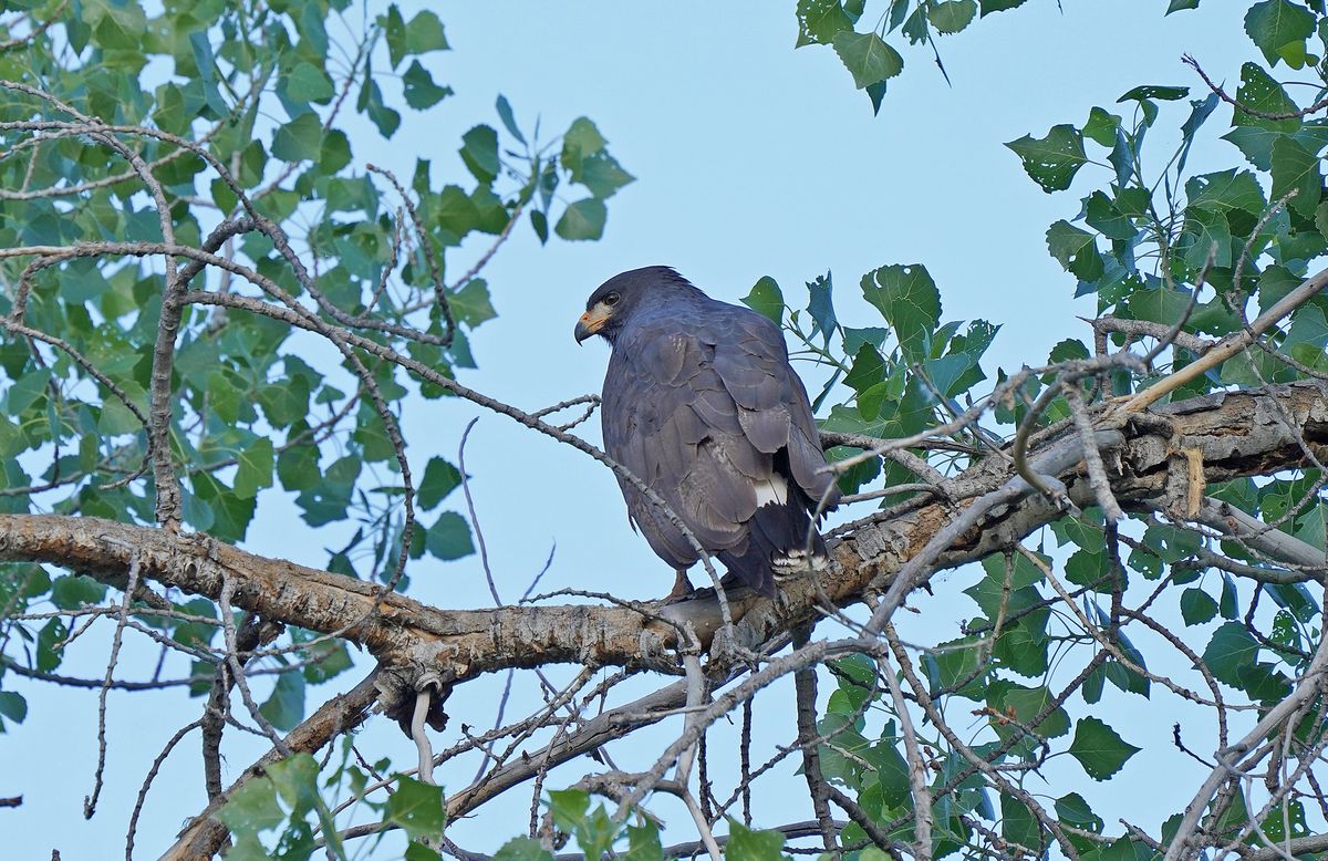 Utah Highlights Tour | Great Salt Lake Bird Festival