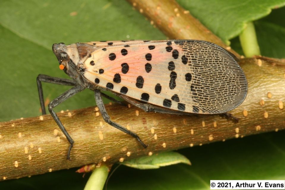 Spotted Lanternfly and Tree of Heaven Identification Walk, James Monroe