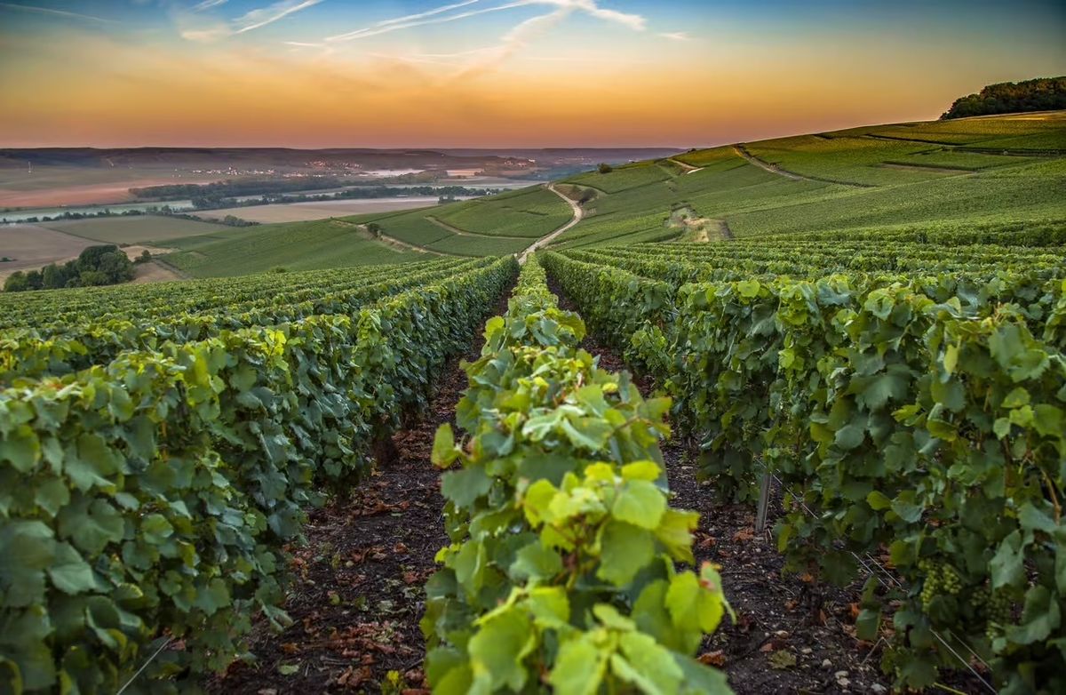 Vive la Vigne: Celebrating France's Rich Wine Heritage