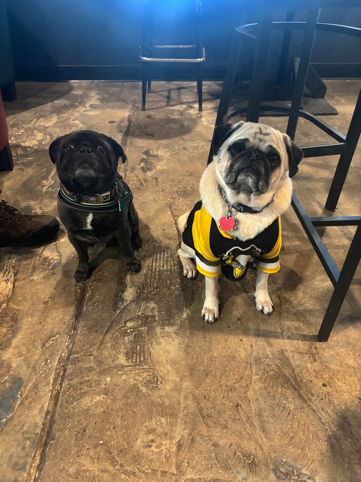 Pug Meet Up 