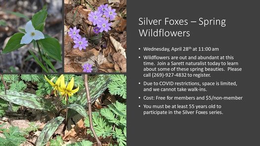Silver Foxes - Spring Wildflowers
