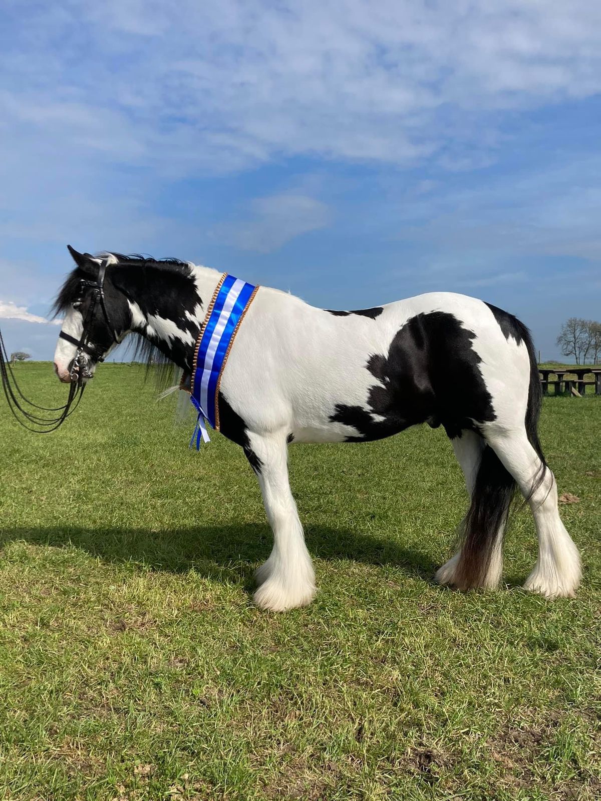 CHAPS South West Regional Show 2025 