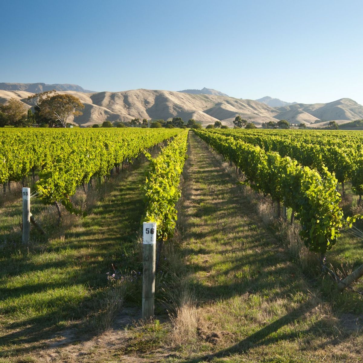 New Zealand Wine Pairing Dinner | 6\/20