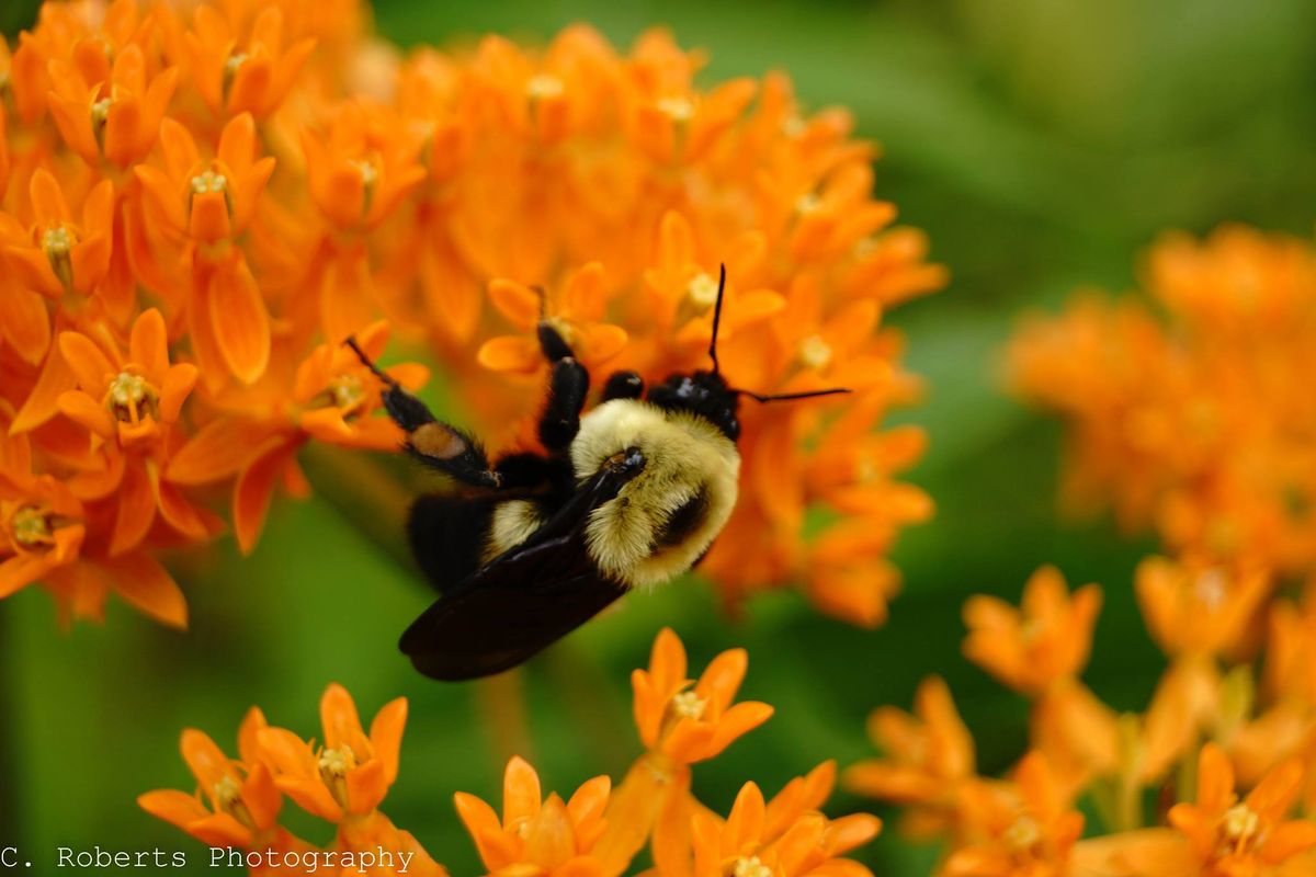 Summer Wildflower Walk