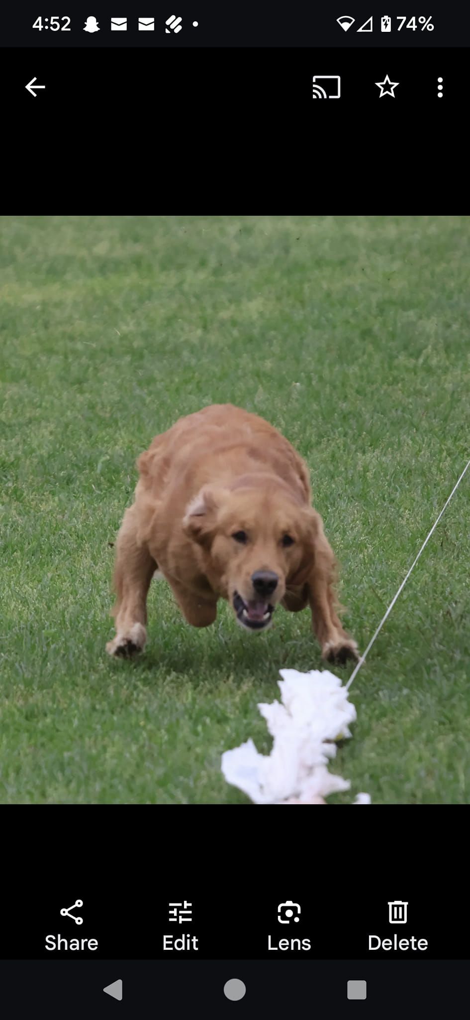 CONROE KENNEL CLUB HOLIDAY DOG SHOW CLASSIC DOG SHOW- NOVEMBER 29TH THROUGH DECEMBER 2ND, 2024