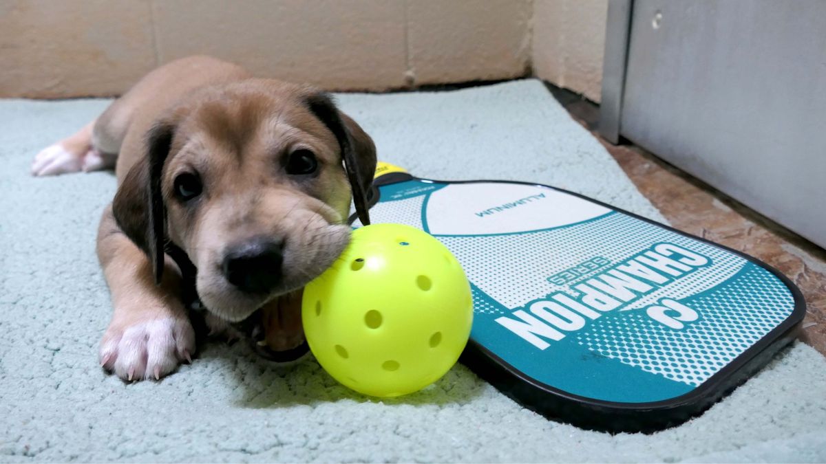 Pickle4Paws Pickleball Tournament Fundraiser 2024