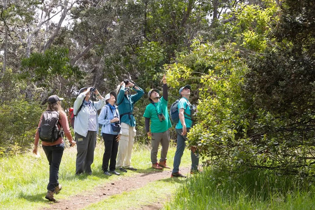 North Kona Christmas Bird Count 2024