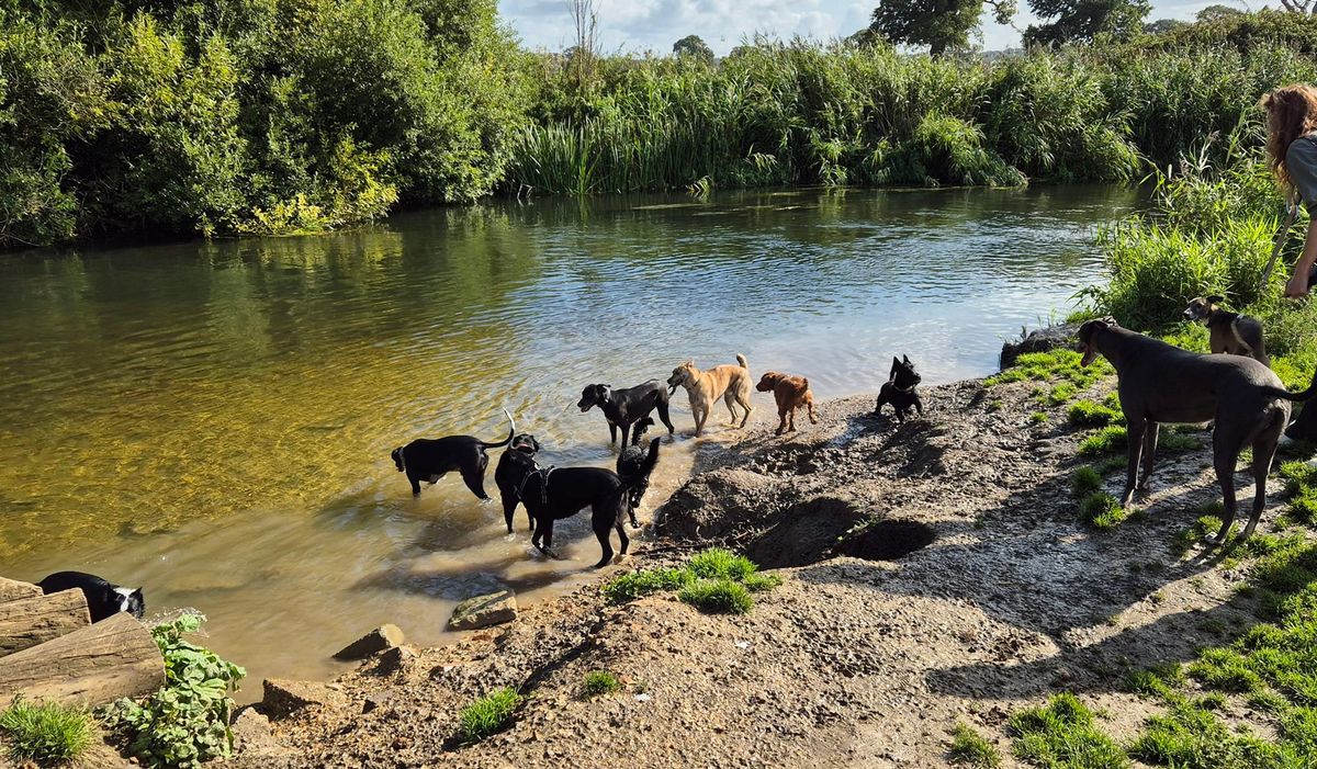 Dog Friendly Dorset Zoomies Play Date