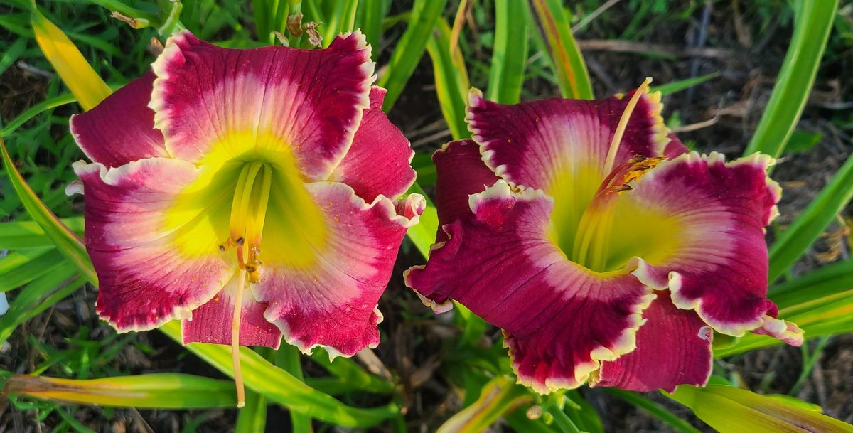 Daylily Sale at the Farmer's Market