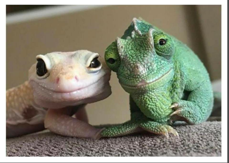 2023 Maine Reptile Expo