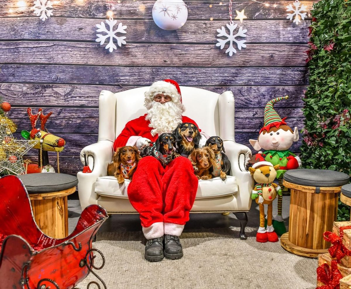 Pet Photos with Santa Vineyard