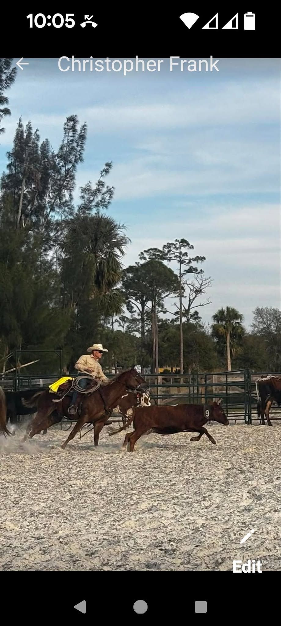 Couch Cowboys cow sorting.