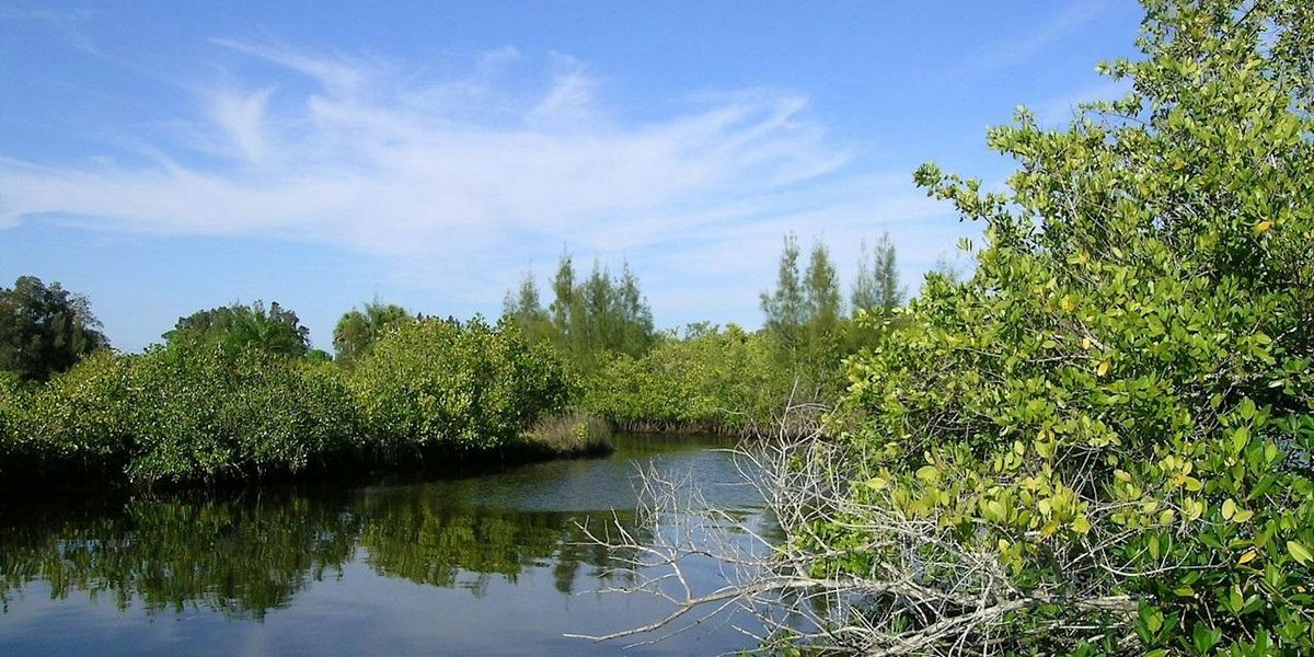 EcoWalk: Unique Preserves of Sarasota County - Curry Creek East