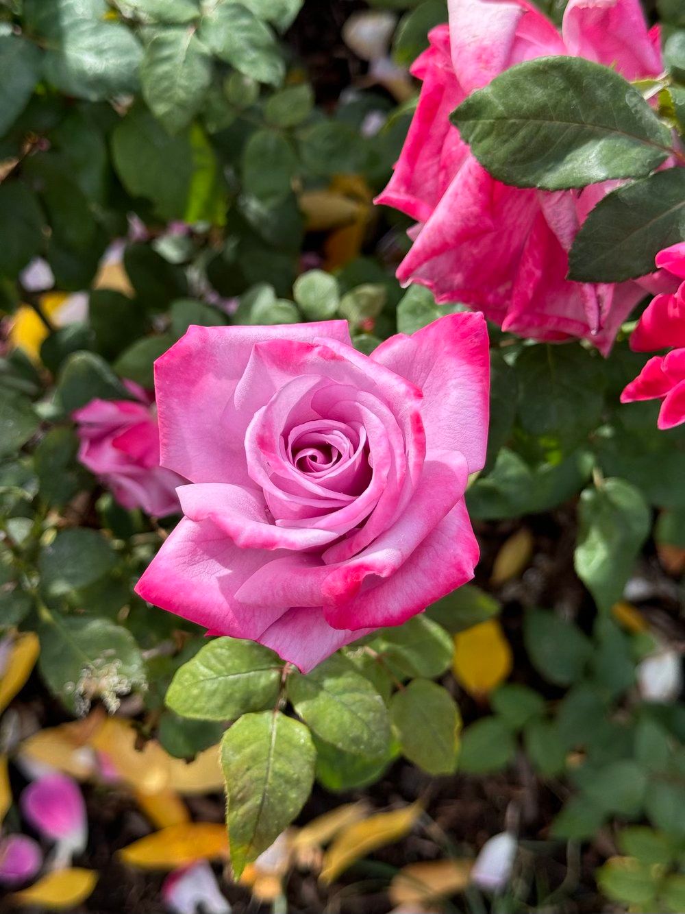 Free Rose Pruning Demo at Balboa Park Rose Garden