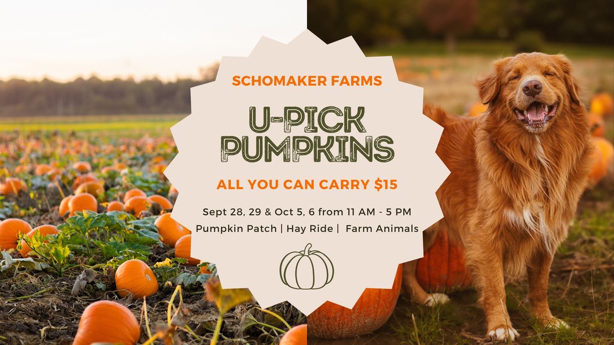 U-Pick Pumpkins at Schomaker Farms!