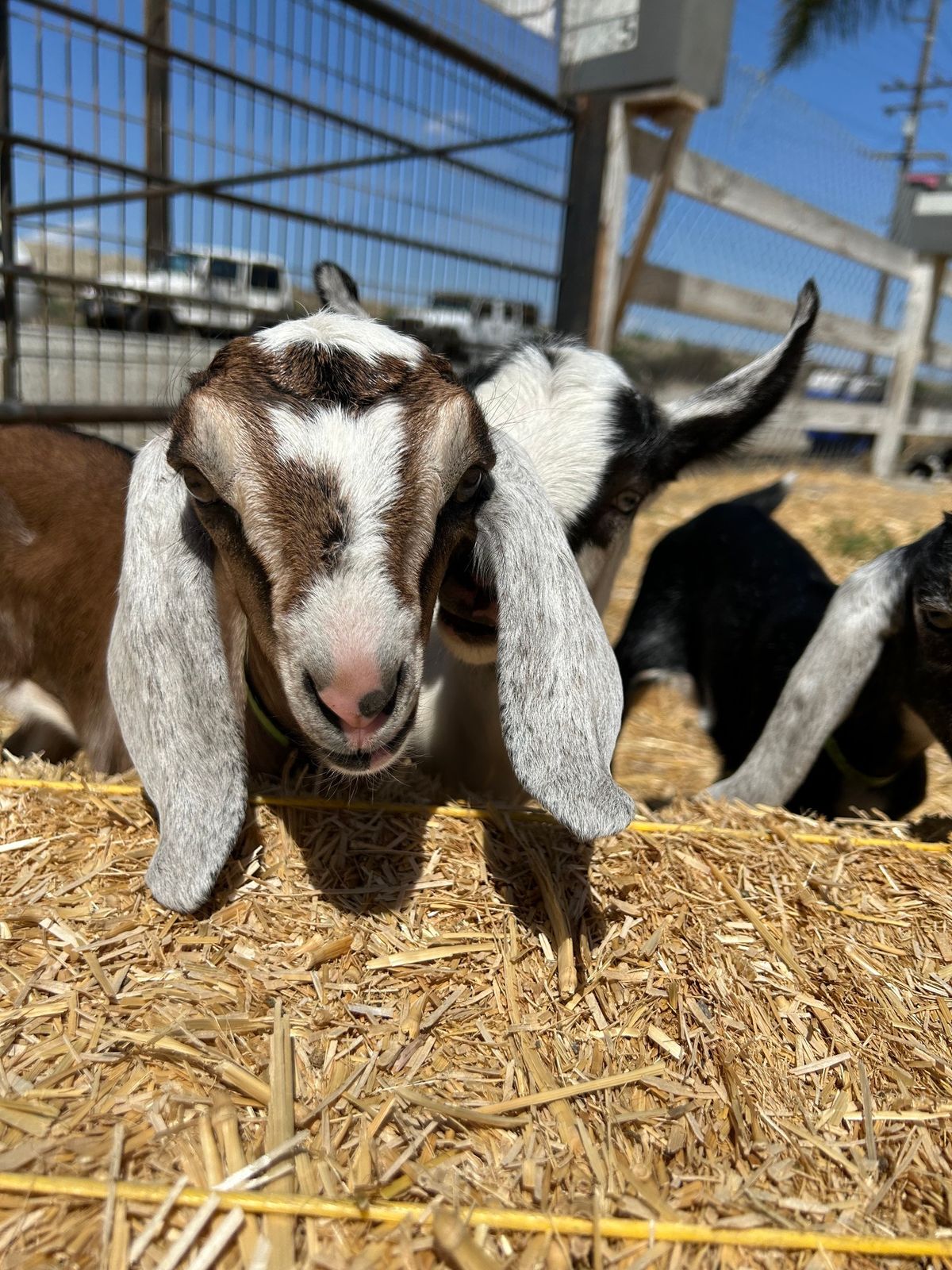 Goat Farm Store & Goat Petting Zoo!