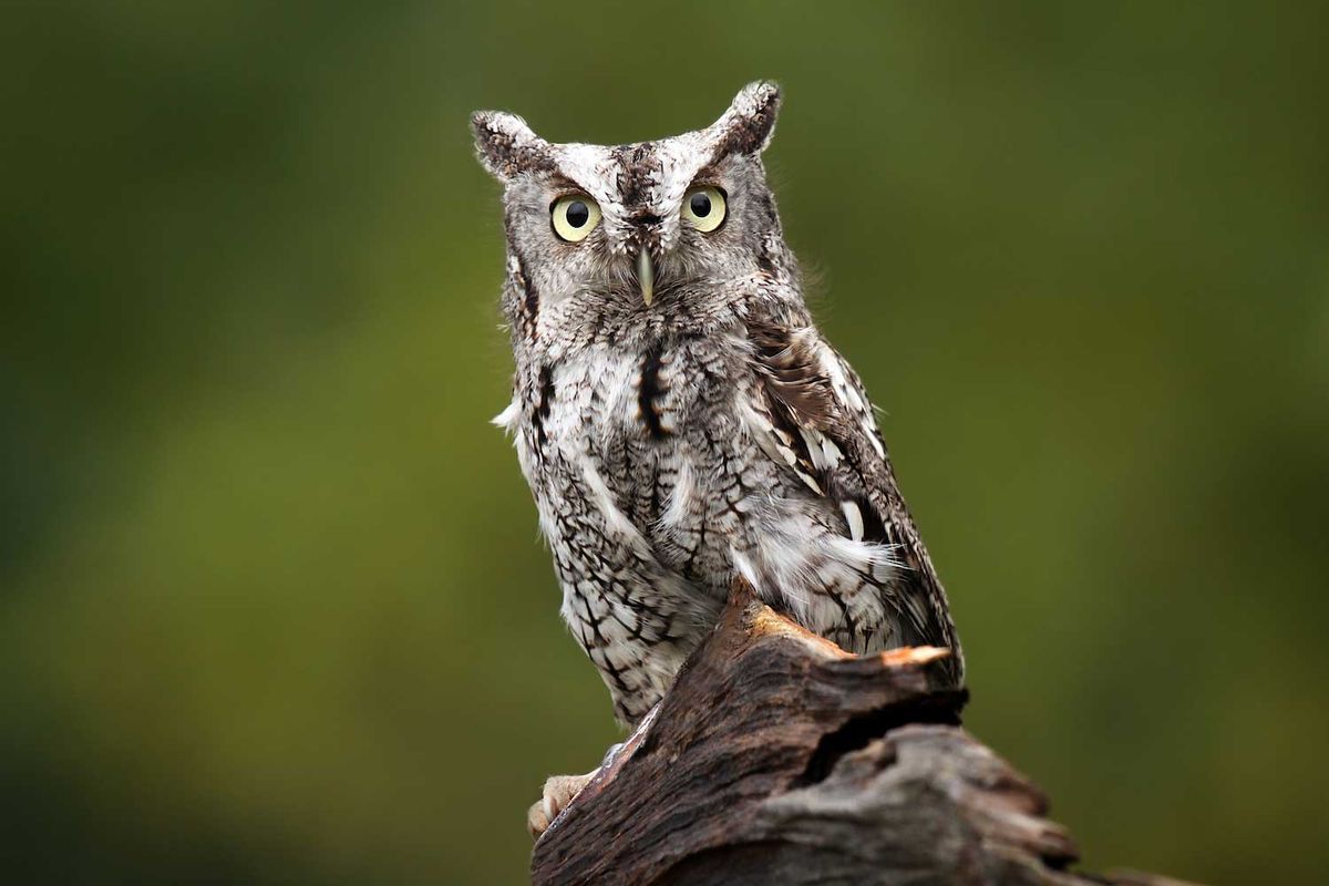 Fall Owl Hike