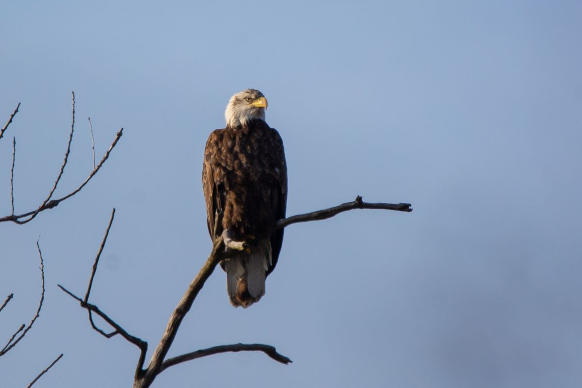  Monthly Chapter Birding Hike