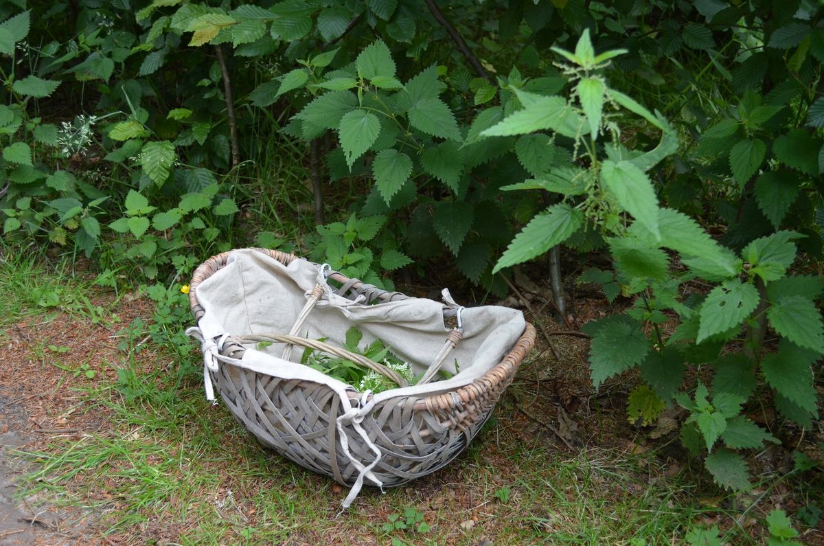 Eetbare wilde planten excursie