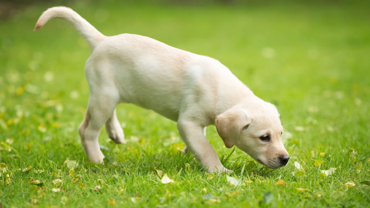 Puppy Pow Wow - Socialization Skills for Your New Puppy
