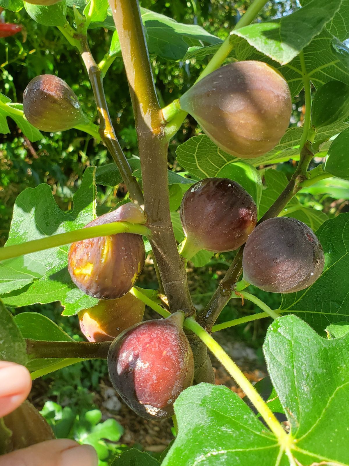 FOOD FOREST PERMACULTURE DESIGN COURSE, BARE ROOT ORDER AND SEED STARTING WORKSHOPS THIS MONTH