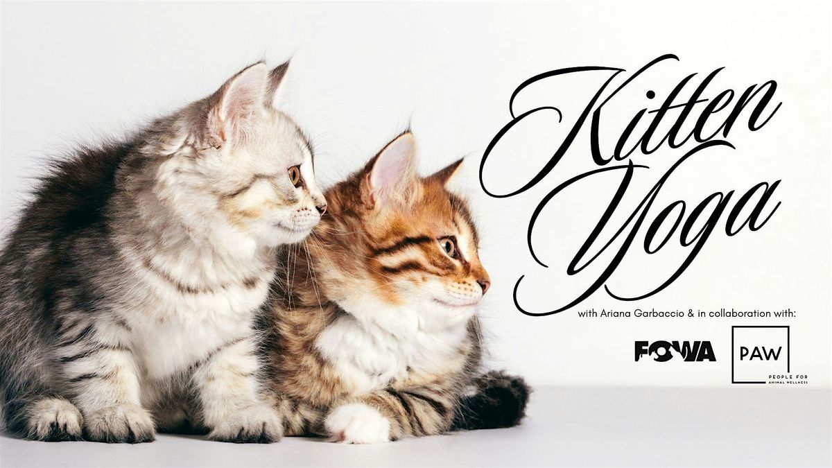 Kitten Yoga