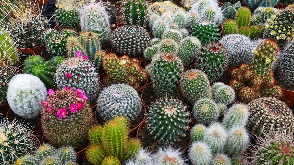 Plant Talk: Cactus Growing & Selection