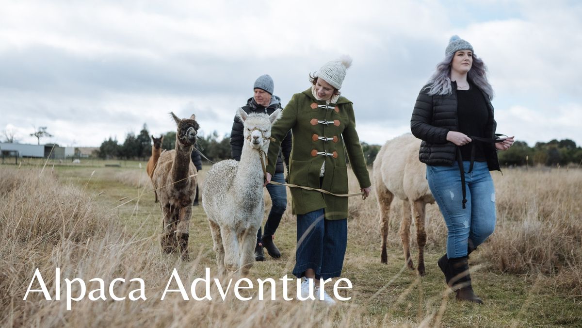 Alpaca Adventure