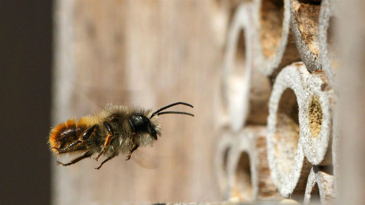 Mason Bees