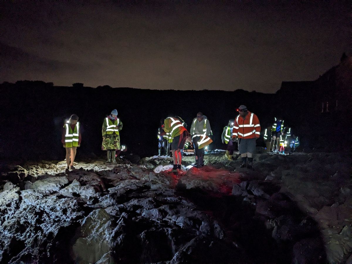 Night-Time Rockpool Safari