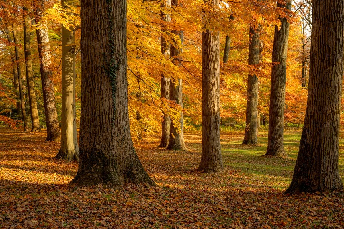 Director\u2019s Garden Walk: Late Fall Color in the Garden