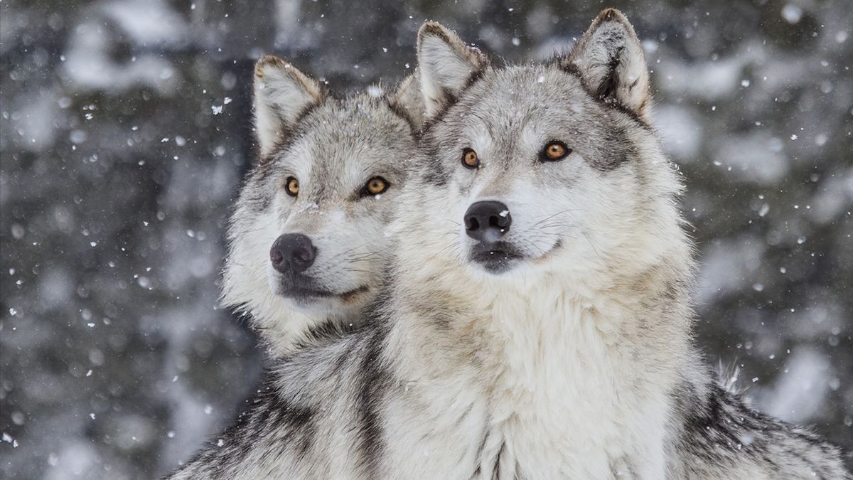 National Geographic Live - Wild Wolves of Yellowstone