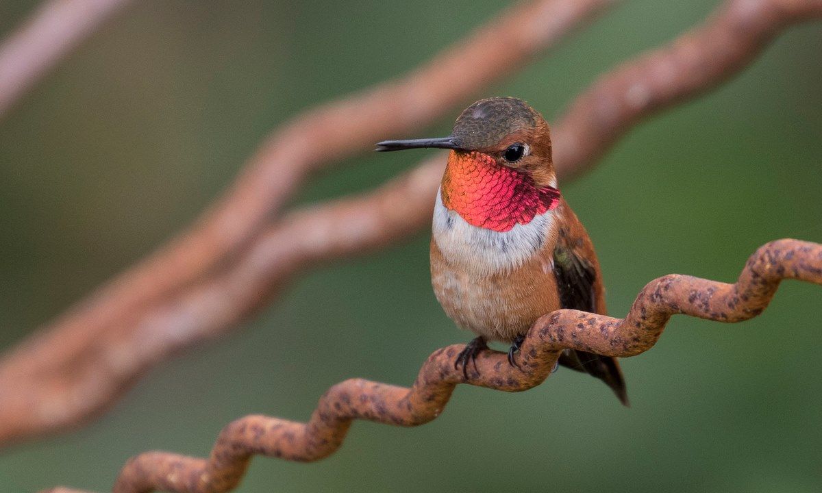 Hummingbird Homecoming