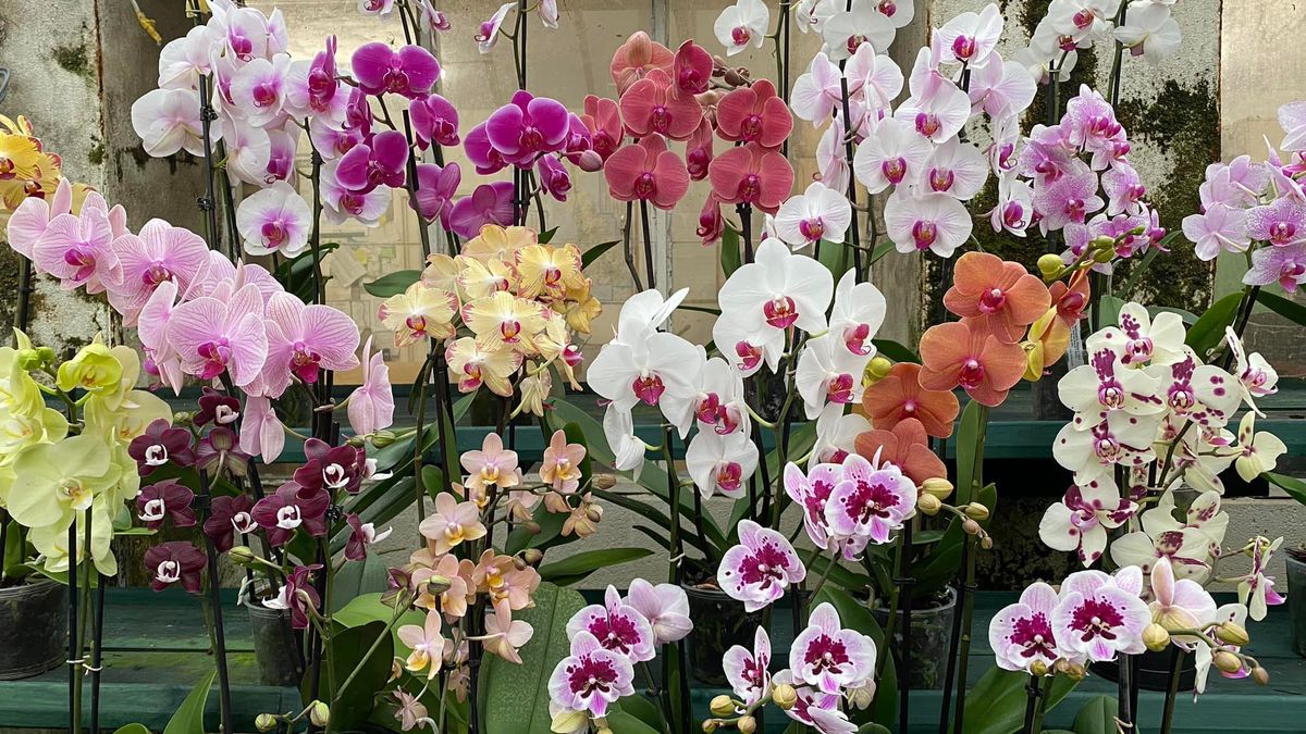 Guided Tour of Orchid Paradise