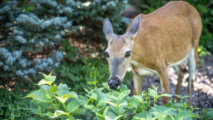 OH DEER!