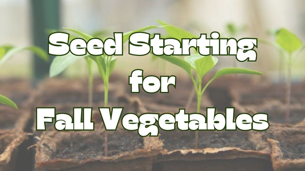 Seed Starting for Fall Vegetables 