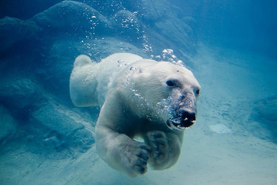 2025 Polar Plunge