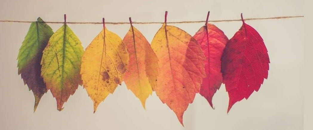 Autumn Yoga Workshop - Release into the Season 