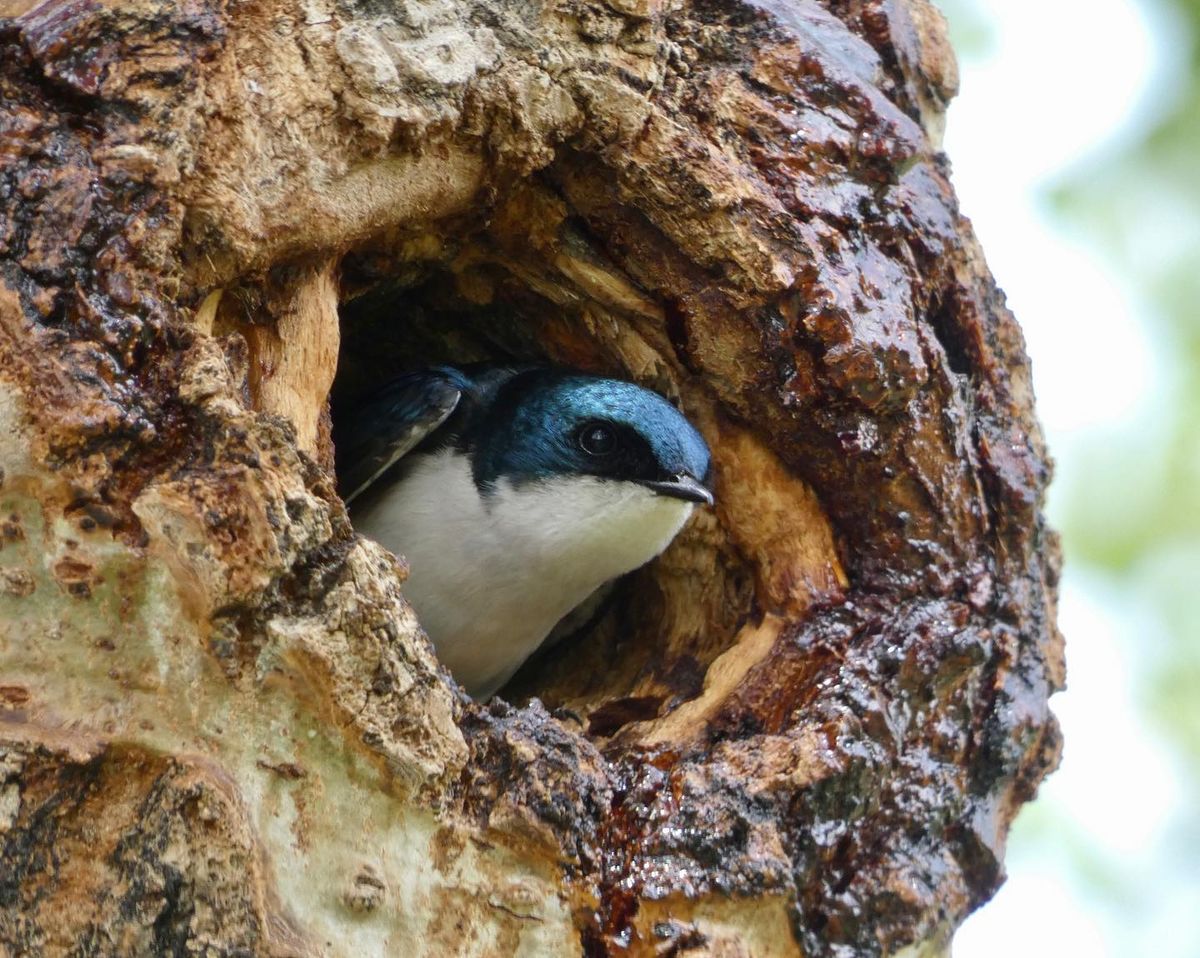 Bird Walk - Mesilla Valley Bosque State Park