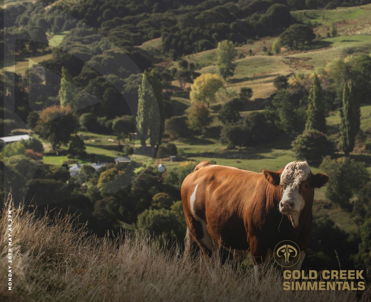2024 Gold Creek Simmentals Bull Sale