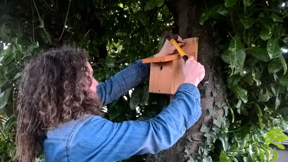 Build your own bird box workshop 