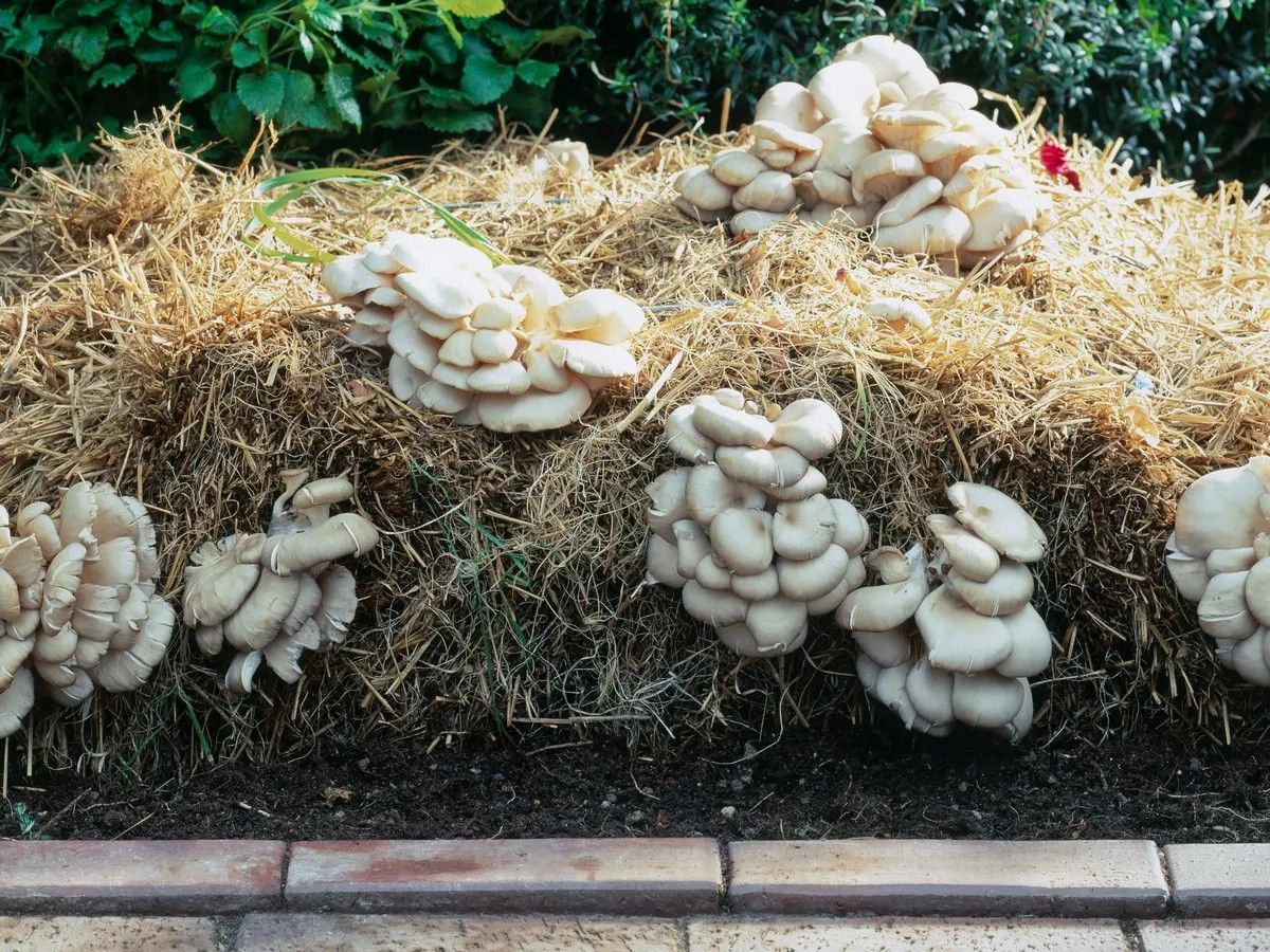 Growing Oyster Mushrooms at Home April 27