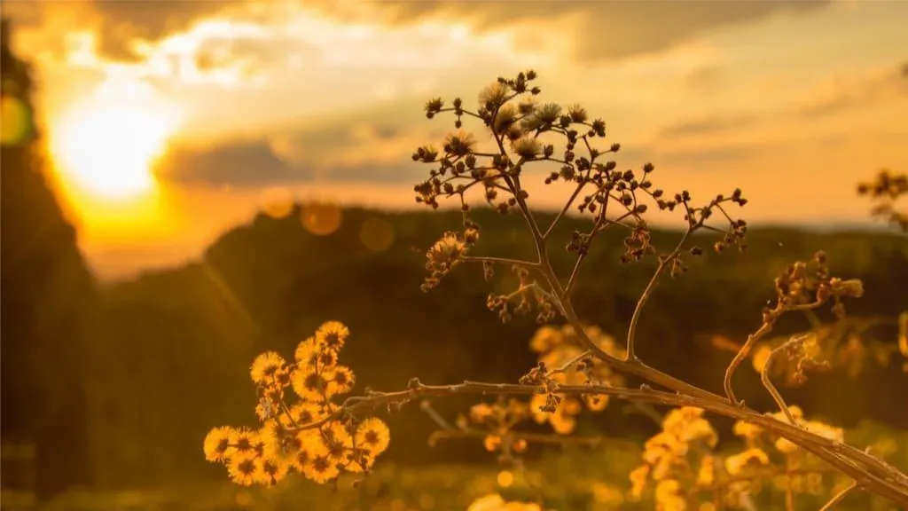 Sacred Threshold Death Cafe - In person